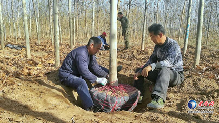 東營(yíng)區(qū)史口鎮(zhèn)潤(rùn)泰農(nóng)民種植專業(yè)合作社 '扶貧樹'變身'搖錢樹'的致富之路