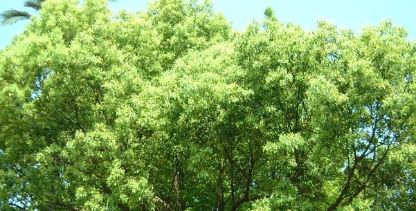 香樟樹(shù)價(jià)格及種植方法詳解